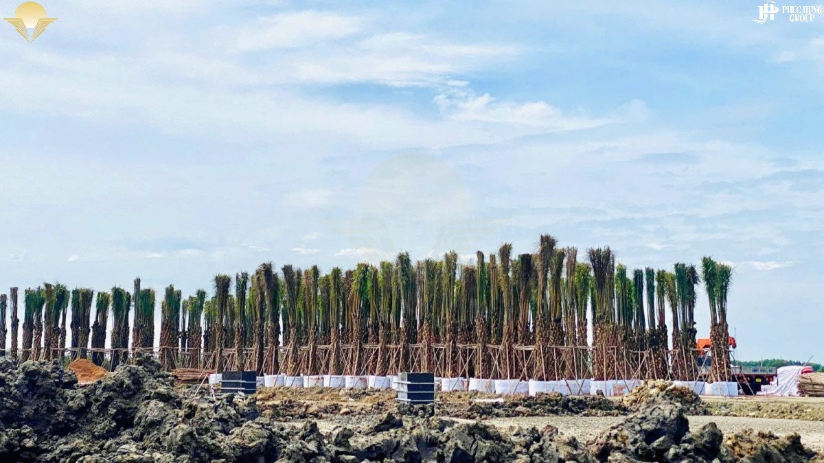 10 Ngàn Cây Cọ Trồng Dọc 2 Tuyến đường Lớn Dự án Gold Coast Vũng Tàu